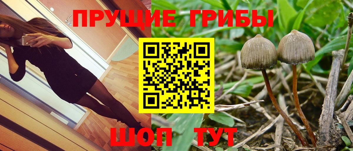 Брянск  Псилоцибиновые грибы прущие грибы  Псилоцибиновые грибы Psilocybe  Вход с VPN 